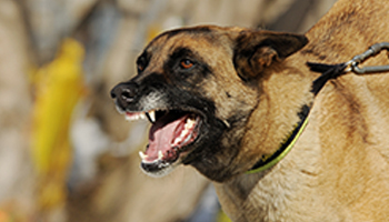 Dog Bites
